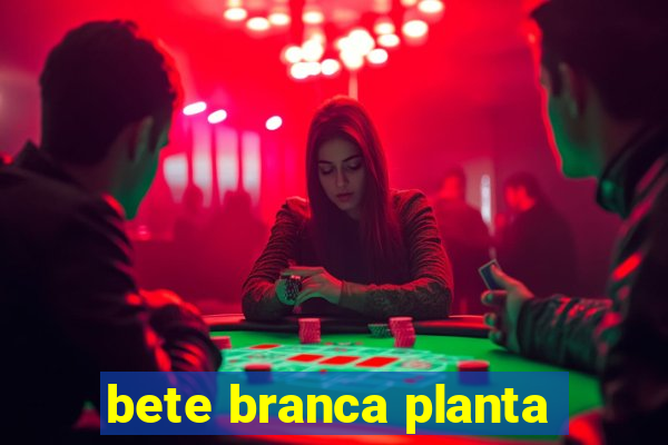 bete branca planta